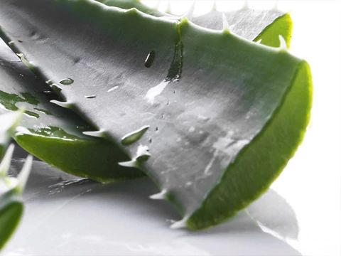 Évezredek óta csoda növény - Aloe Vera