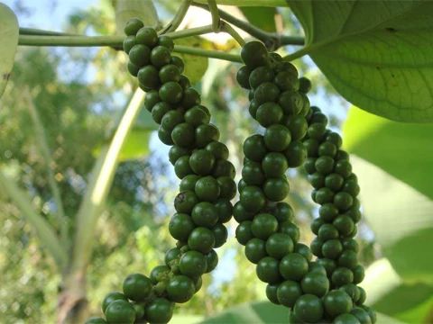 BioPerine - A feketebors kivonatra alapozott egészségjavítás