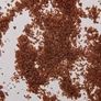 Imagine 2/2 - Bio Testradír Arabica kávéval &amp; Kókuszvirágcukorral - 80 ml - Coconutoil Cosmetics - 