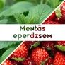 Imagine 2/2 - Mentás eperdzsem - 190 ml - Tündérnektár - 