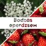 Kép 2/2 - Bodzás eperdzsem - 190 ml - Tündérnektár - 