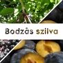 Imagine 2/2 - Bodzás szilva lekvár - 190 ml - Tündérnektár - 