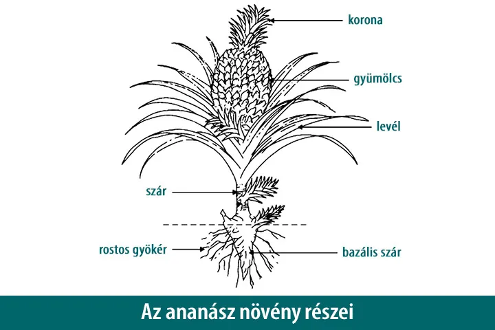 Ananász növényi kapszula - bromelain enzim és cikória gyökér inulin prebiotikum - 60 kapszula - Erba Vita