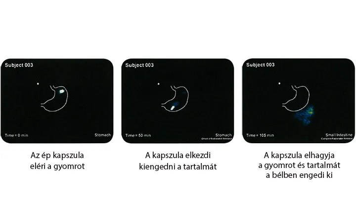 FLÓRABIOTIKUM - probiotikum és fermentált prebiotikum a bélmikrobiom egyensúlyához - 30 kapszula - Natur Tanya