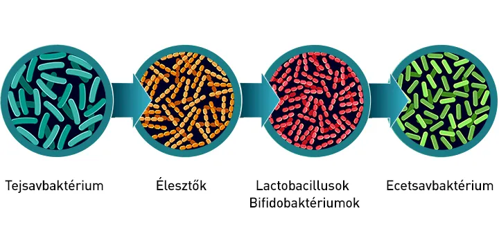 MULTI 55 - Fermentált multivitamin 55 féle koncentrált hatóanyag - 30 tabletta - Natur Tanya