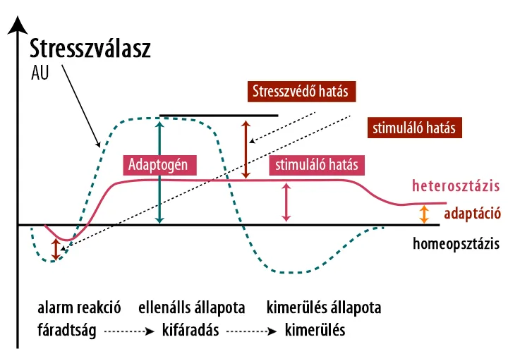 Stress Control-R - Adaptogén gyógynövényekkel támogatja a stressztűrő képességet - 30 kapszula - Natur Tanya